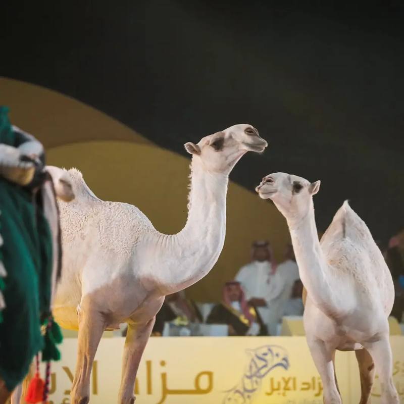نوادر الإبل