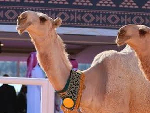 ناقة مزاين