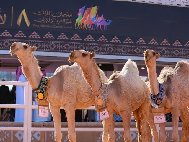 أشواط المهرجان