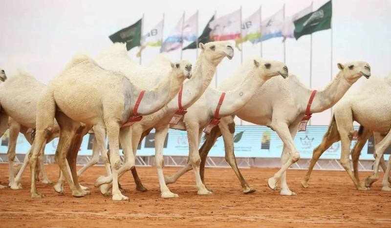 مهرجان الإبل